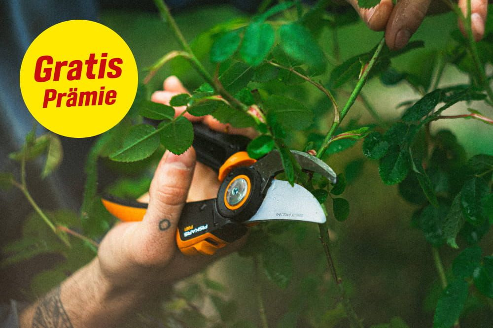Gratis Prämie